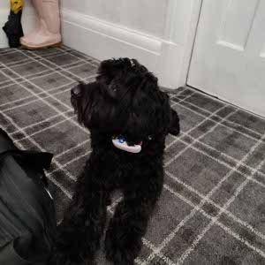 Macauley Locke profile