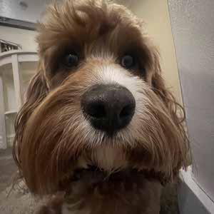 Jodie Jeeves profile