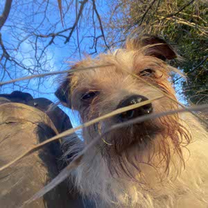 Dex Cuthbert profile