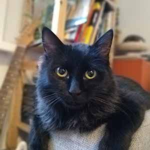 Mauritz De Commer profile