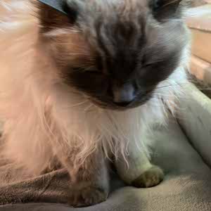 Gretel Finding profile