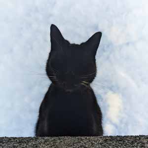 Daniel Hopps profile