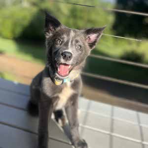 Hont Fim profile