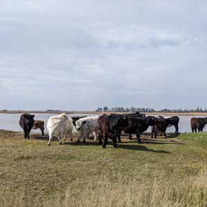 Josse De Commer profile