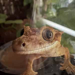 Jack P profile