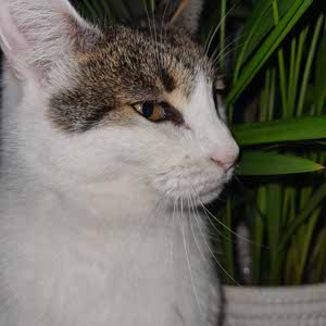Sophie McLoughlin profile