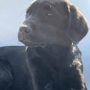 Kobe De Wolf profile
