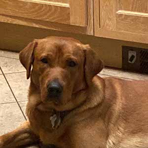 Leo Bassett profile