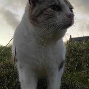Joss Bannister profile