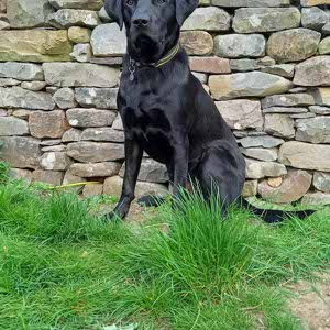 Toby Hannant profile