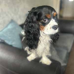 Abbey Pattle profile
