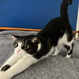 Le Chen profile