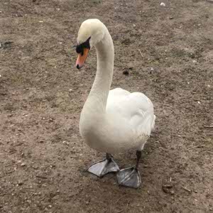 Sandy Hampson profile