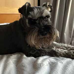 paddy raper profile