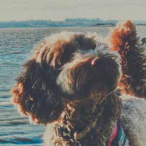 Ellis Humphrey profile