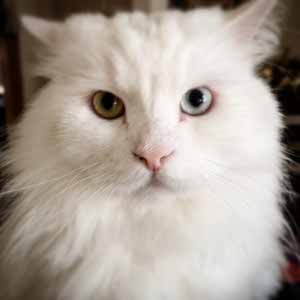 Dale Chandler profile