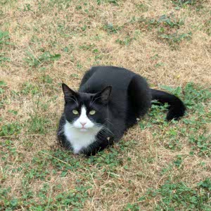 kitty ray profile