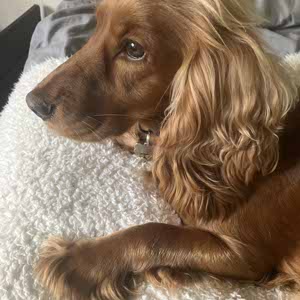 Keira Wickenden profile