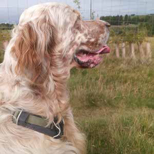 Arthur's Butler profile