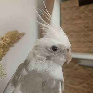Poppy Roberts profile