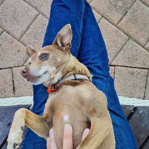Titan Webster profile