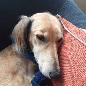 Lyndn Gauntlett profile
