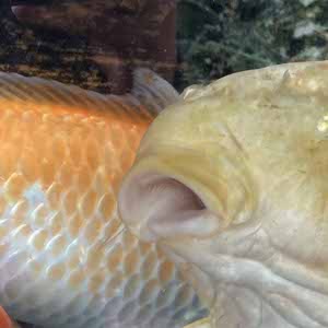 Thomas Cloke profile