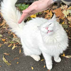 Milly Colyer profile