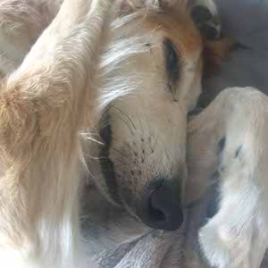 Hazel Rowson profile