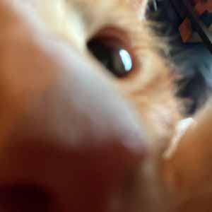 Maggie Trumper profile