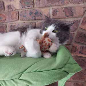 Tailah Lockhart profile