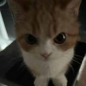 Harvey Hope profile