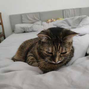 Suki Cat profile
