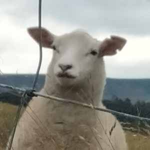 Tom Gravest profile