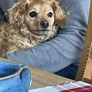 Olivia Scott profile