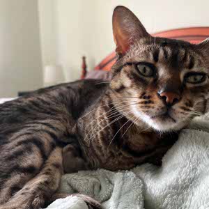 Will Lee-Anglin profile