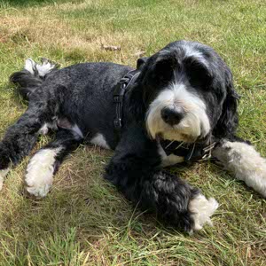 Frank Clewlow profile