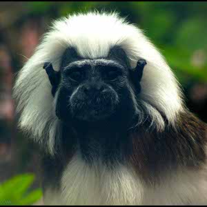 Charlie Laing profile