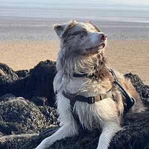 Aimie Johnson profile