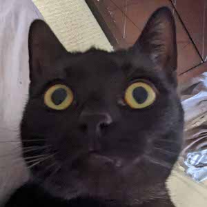 Koby Lestrelle profile