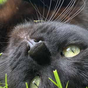 Henry Lakeland profile