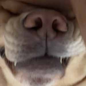 Mace Windu profile