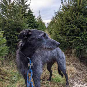 Callum Hodson profile