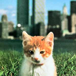 Quinstofer Cooper profile