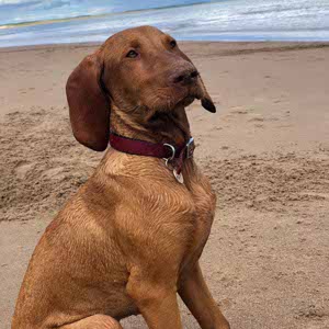 Gavin Sewell profile